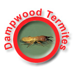 Dampwood Termites